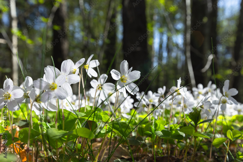 Fototapeta premium Delicate white wildflowers and clover-like green leaves carpeting a sunlit forest floor in spring conveying freshness, calm, renewal and natural woodland beauty. Oxalis obtriangulata in bloom