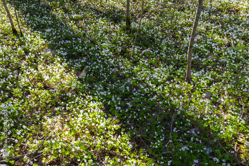 Fototapeta premium Oxalis obtriangulata in bloom. A sunlit spring woodland carpet of delicate white wildflowers blankets the forest floor, evoking peaceful, fresh, natural feelings of renewal and understory growth