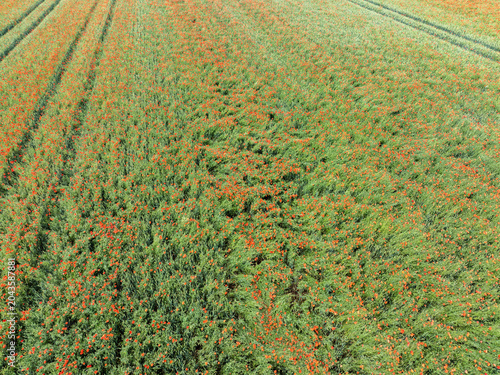 Champ de céréales et coquelicots vu du ciel. Agriculture et biodiversité dans un paysage cultivé
