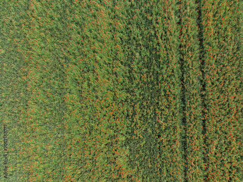 Vue aérienne de coquelicots sauvages dans un champ de céréales. Fond texturé ou arrière plan.
