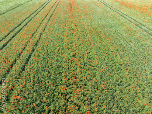 Champ de céréales et coquelicots vu du ciel. Agriculture et biodiversité dans un paysage cultivé
