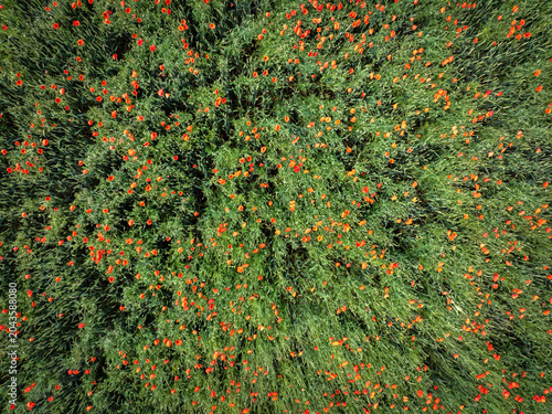 Vue aérienne de coquelicots sauvages dans un champ de céréales. Fond texturé ou arrière plan.
