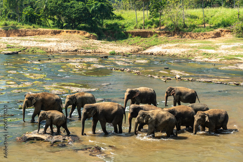 Photography A herd of Asian elephants cross a river among the tropical jungle