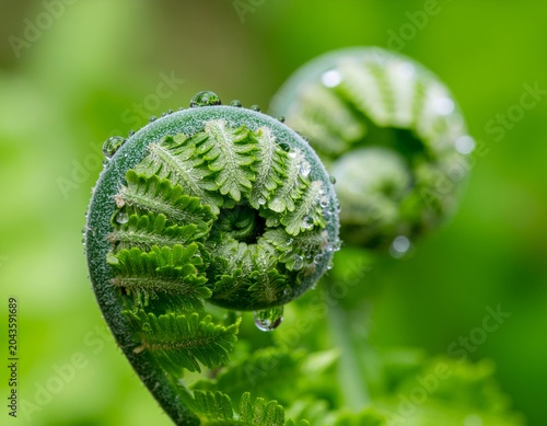 Close-up of two vibrant green fern fronds unfurling in a natural setting.