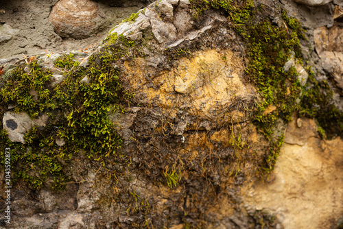 Moss and plants on a rock