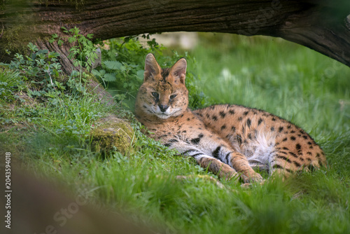 View on a Serval in a park