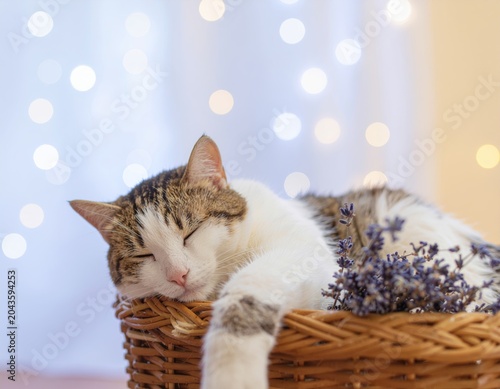 Cute tabby cat sleeping peacefully in a woven basket with lavender, bokeh background.