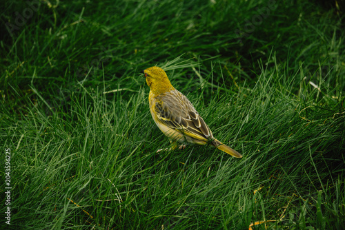 Photos yellow wagtail on a grass