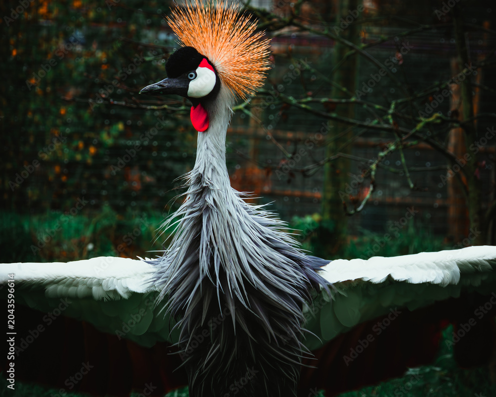 Naklejka premium grey crowned crane