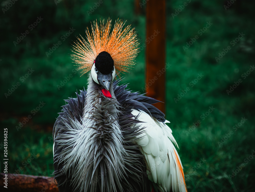 Naklejka premium grey crowned crane