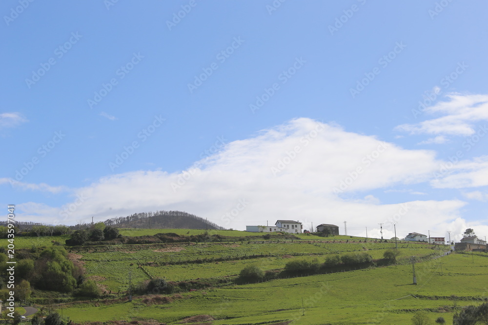Fototapeta premium Paisaje verde