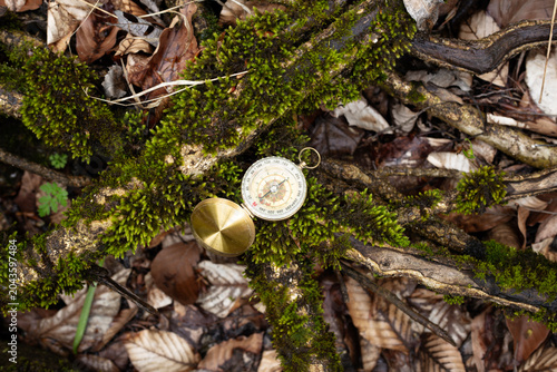 A golden compass on a moss-covered tree