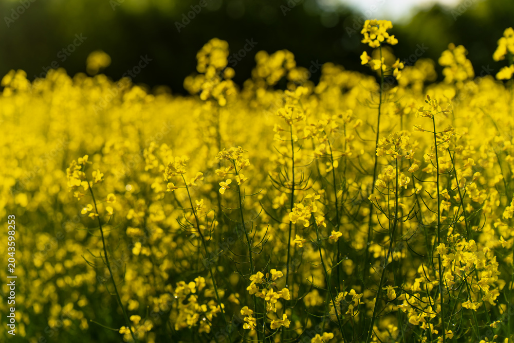 Fototapeta premium Yellow rapeseed wildflowers blooming on a vast agricultural plantation field in Riga, organic farming cultivation business and commercial oilseed supply chain