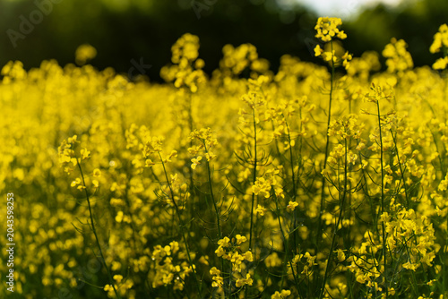 Yellow rapeseed wildflowers blooming on a vast agricultural plantation field in Riga, organic farming cultivation business and commercial oilseed supply chain