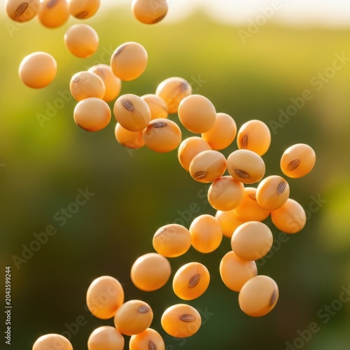 Golden soybeans falling in motion on a soft blurred agricultural field background