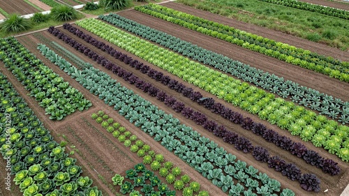 Organic Farm Patchwork Plots