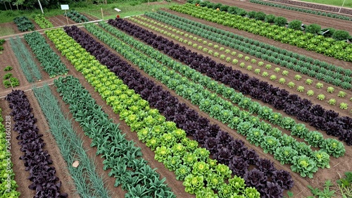 Organic Farm Patchwork Plots
