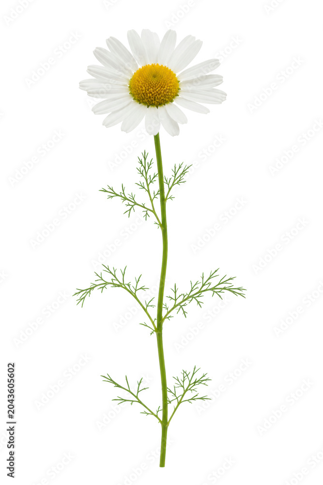 Fototapeta premium Daisy Flower Isolated For Fresh Botanical Spring Concepts