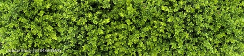 Panoramic background texture of dense green boxwood shrub leaves growing thickly in a lush garden hedge arrangement.