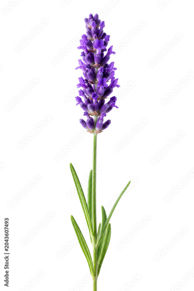Obraz premium Lavender Flower Isolated For Botanical Floral Design Concepts