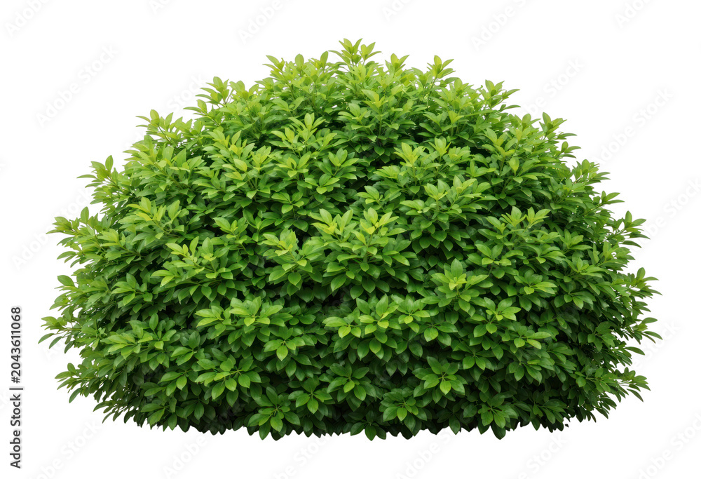 Obraz premium PNG Lush green bush isolated background.
