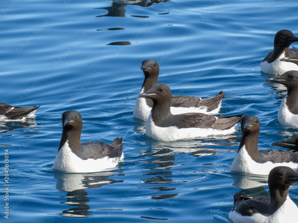 Fototapeta premium Brunnich's Guillemots
