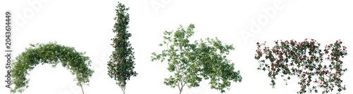 Schilderij op canvas Set of Rosa banksiae and Mandevilla sanderi flowering frontal isolated png on a