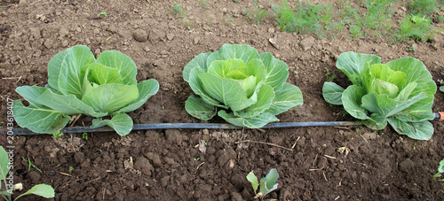 Foto Young early cabbage seedlings grow in open ground