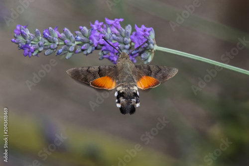 macroglossum stellatarum su lavanda