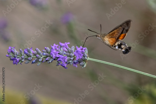 macroglossum stellatarum si nutre con la sua proboscide