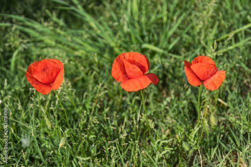 3 papaveri
