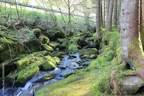 Foto Idyllischer Poppelbach bei Gompelscheuer im Schwarzwald
