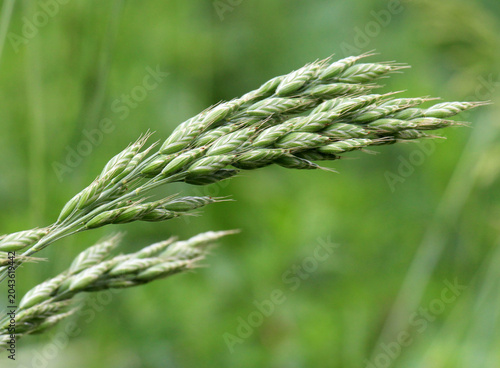 Cereal grass soft brome (Bromus hordeaceus) grows in nature