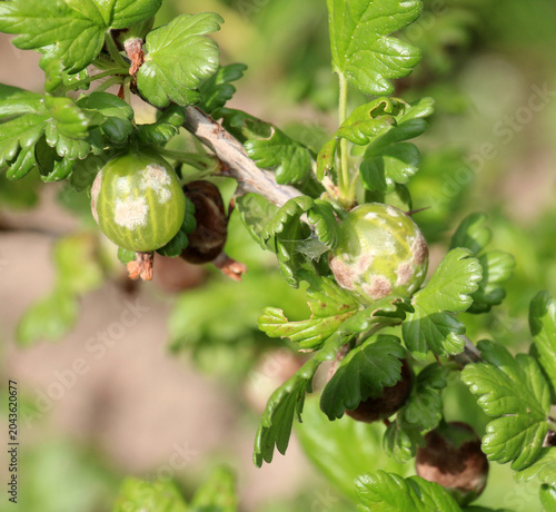 Foto Gooseberry fruits infected with powdery mildew