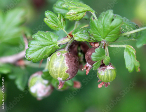 Foto Gooseberry fruits infected with powdery mildew