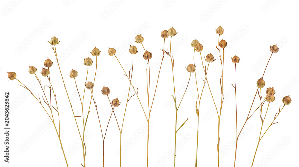 Obraz premium Group of flax spikelets isolated on a white background. Ears of flax. Beautiful dry flax plants.