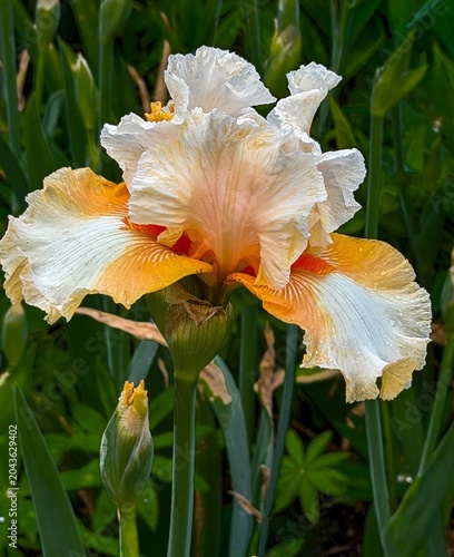 A yellow and white frimousse bearded iris flower growing outdoors in a display garden near Gervais Oregon