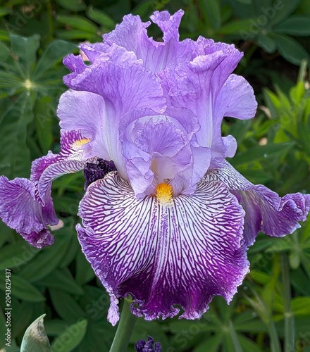 A purple and lavender Bearded Iris against a dark green background