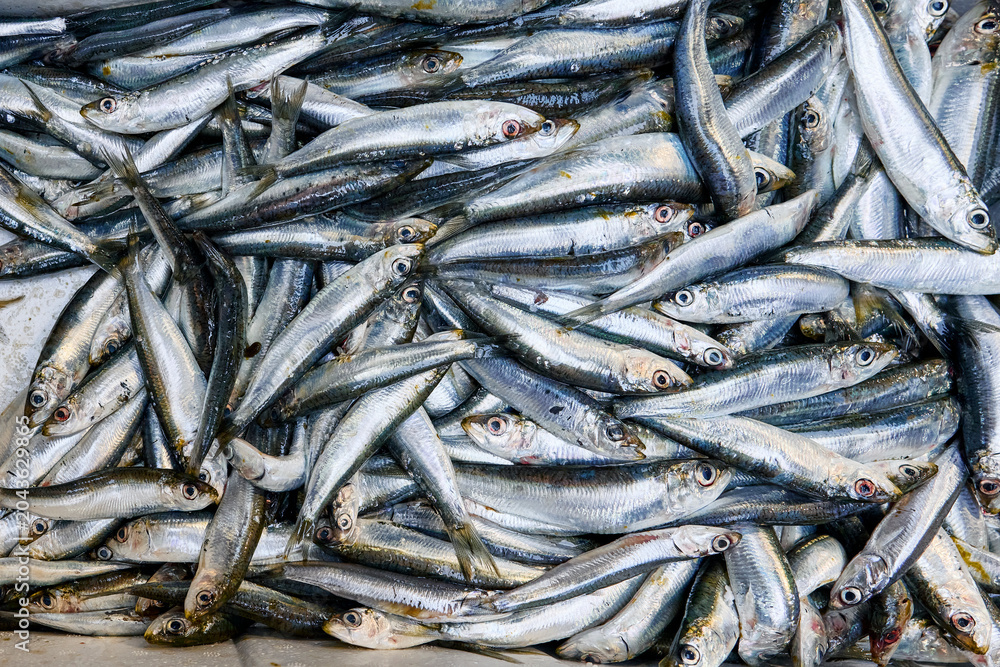 Obraz premium Freshly caught sardines piled high, ready for market