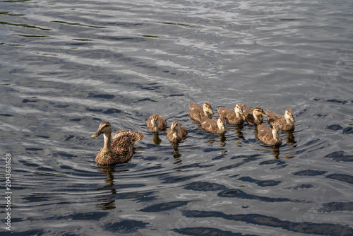 Mother duck with ducklings swimming