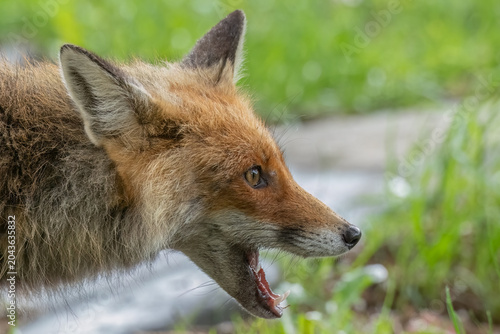 A detailed view of a wild red fox's head, capturing its alert expression and open jaw with visible teeth and pink tongue