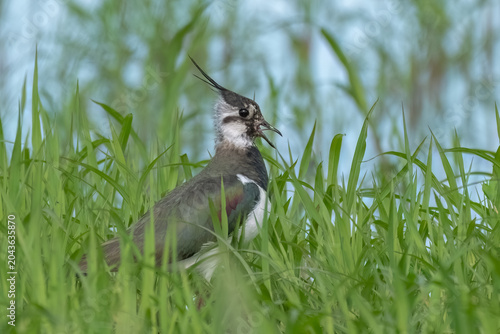A striking northern lapwing bird with its characteristic crest is partially hidden amongst lush green blades of grass in a natural setting