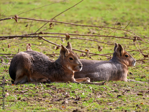 Photos Two patagonian mara dolichotis patagonum lying down and relaxing on green grass