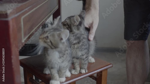 Male hand touching, petting gray striped kitten on wooden stool. Original sound. Prores 422HQ