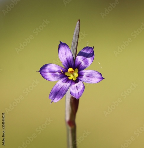 Tableau sur toile Sisyrinchium angustifolium (narrow-leaf blue-eyed-grass) blooming in a meadow