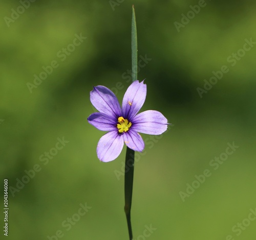 Bild auf Leinwand Sisyrinchium angustifolium (narrow-leaf blue-eyed-grass) blooming in a meadow