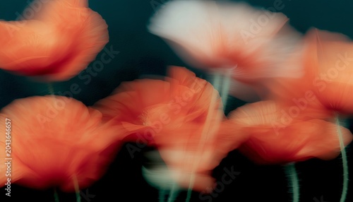 Artistic photo of vivid orange flowers with a soft, dreamy blur effect against a dark background.