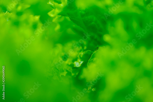 Leafs of a green salad, nature background
