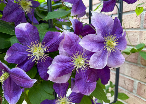 Purple Clematis Flowers Blooming on Garden Trellis Against Brick Wall