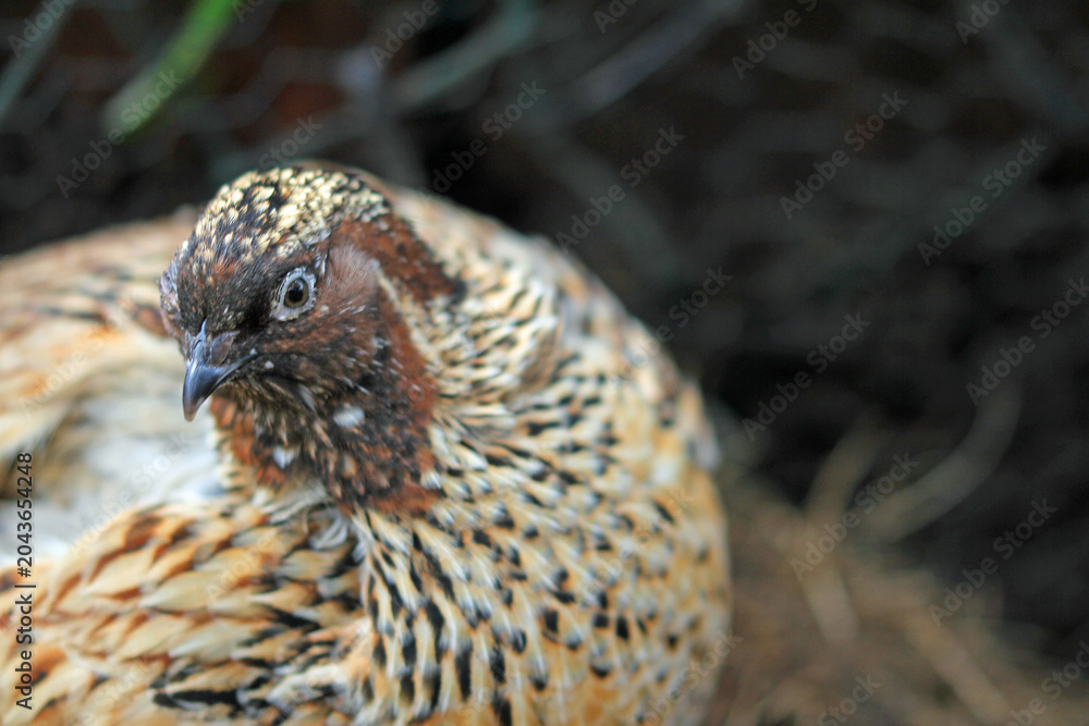 Obraz premium Outdoors: The Japanese quail in paradise